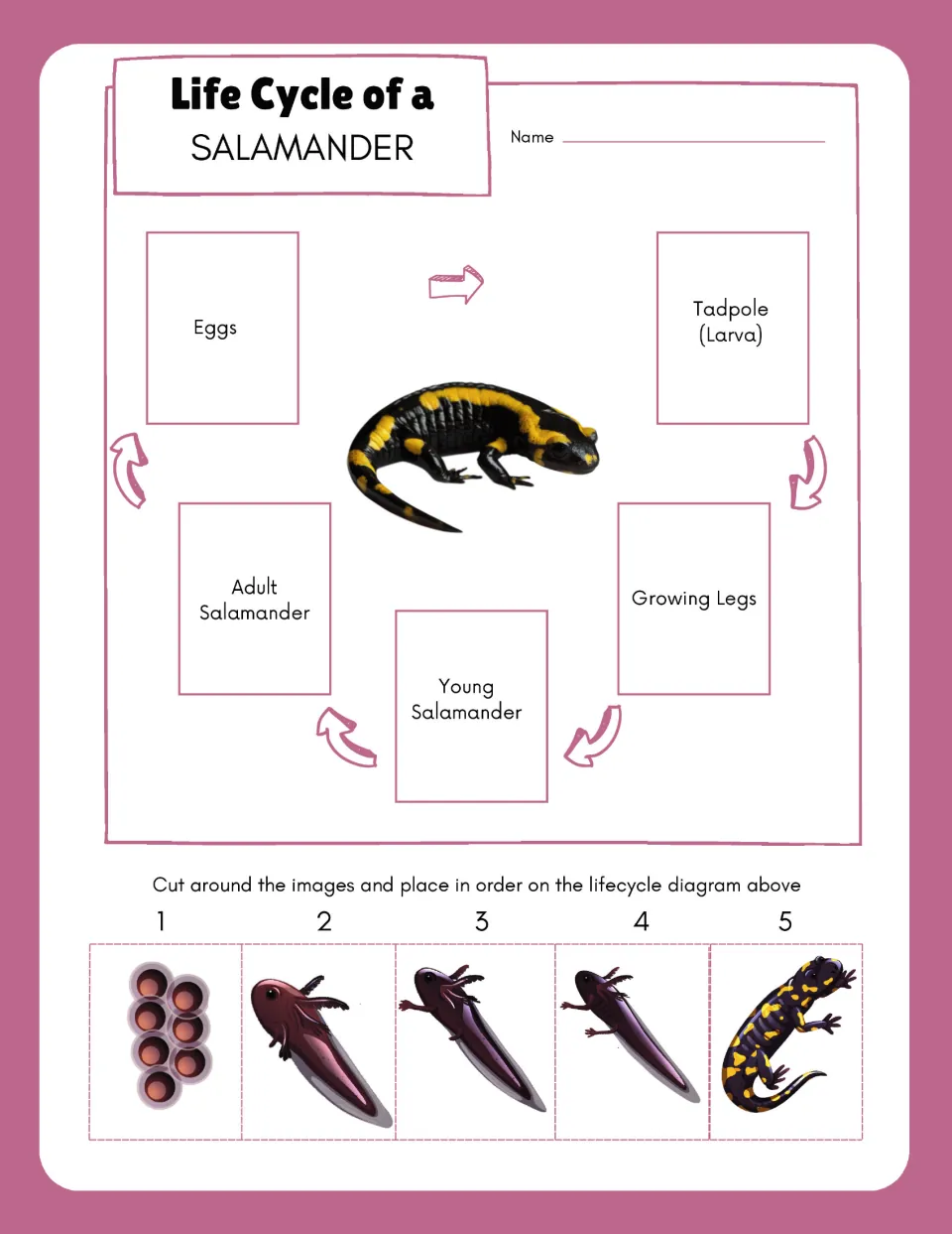 Salamander life cycle sequencing: students cut out five numbered stage pictures and glue them in order on the cycle