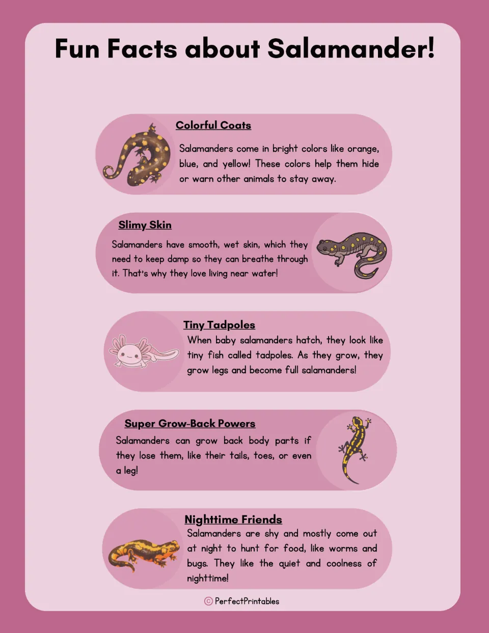 Fun facts about salamanders: colorful coats, slimy skin, tiny tadpoles, grow-back powers and nighttime habits