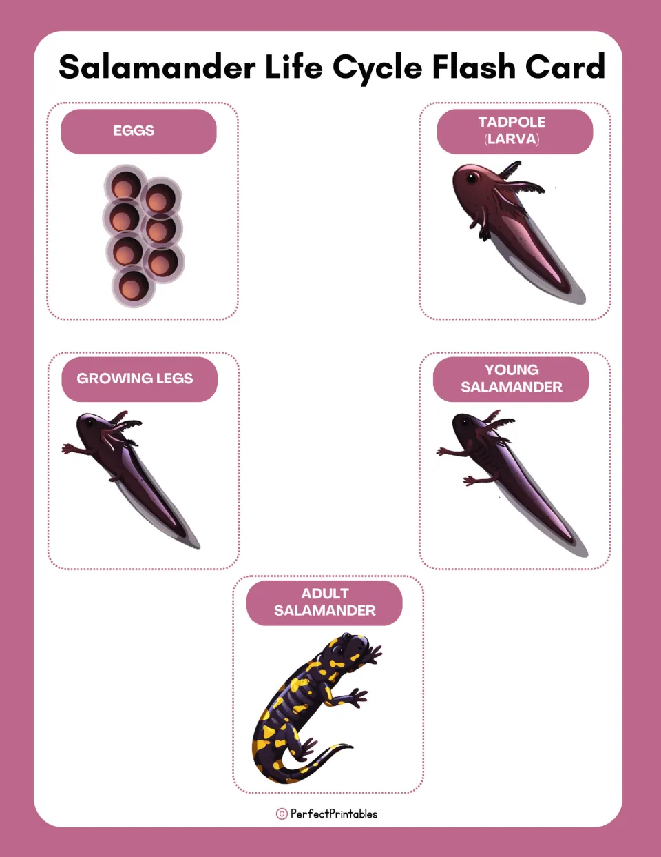 Salamander life cycle flash cards for eggs, tadpole (larva), growing legs, young salamander and adult salamander