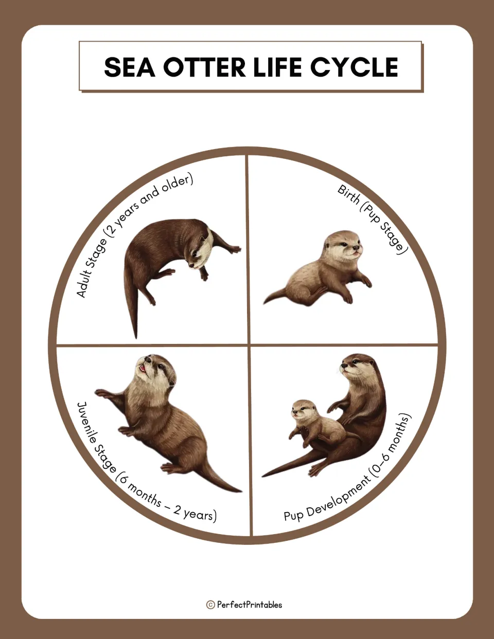 Sea otter life cycle wheel showing birth, pup development, juvenile and adult stages with age ranges and illustrations