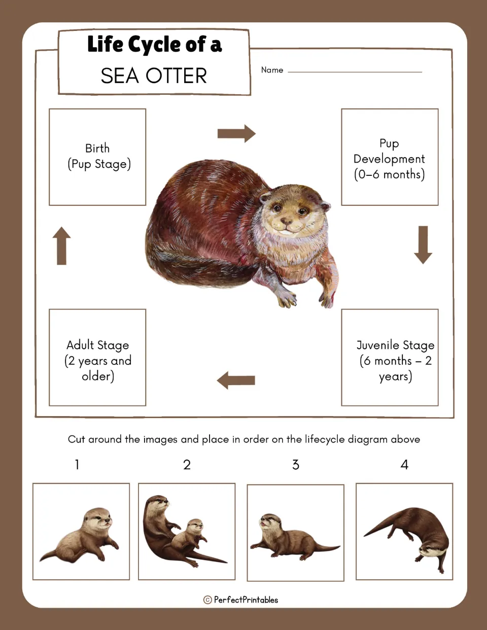Life cycle sequencing cut-and-paste: students cut out four otter pictures and place them by stage on the arrow diagram