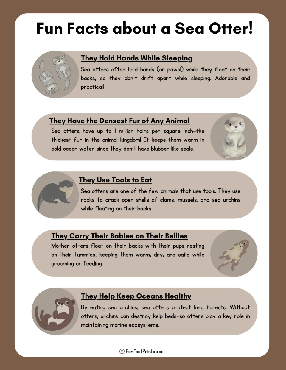 Fun facts about sea otters: holding hands while sleeping, densest fur, tool use, carrying pups and protecting kelp forests