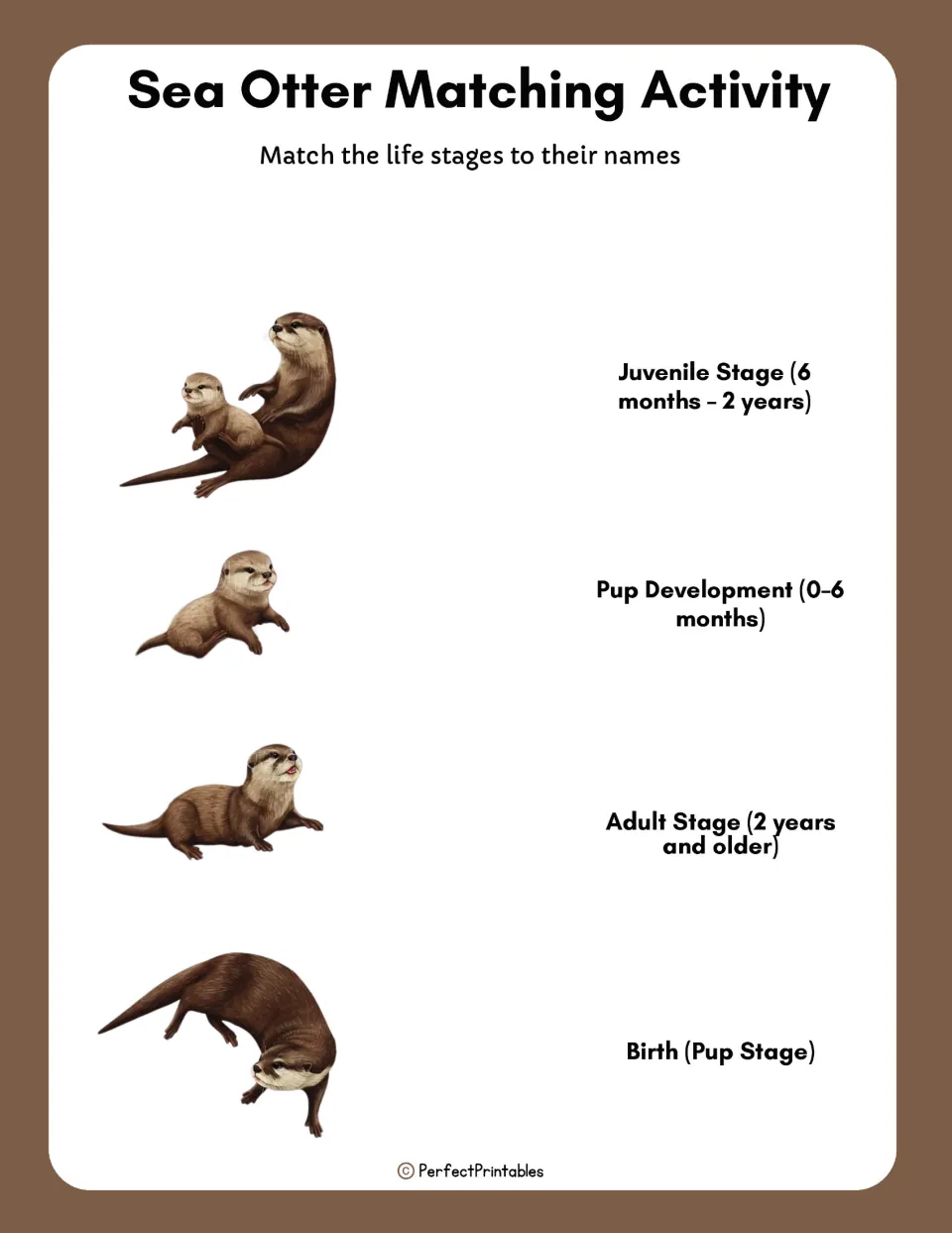 Sea otter matching activity: students match four pictures, from pup to adult, with the correct life stage name and age