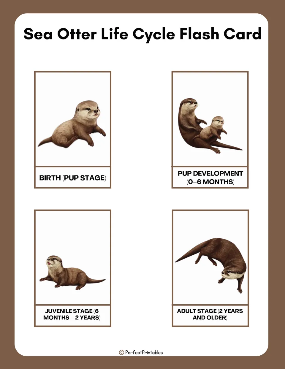 Sea otter life cycle flash cards: four picture cards labeled birth, pup development, juvenile and adult stage with ages