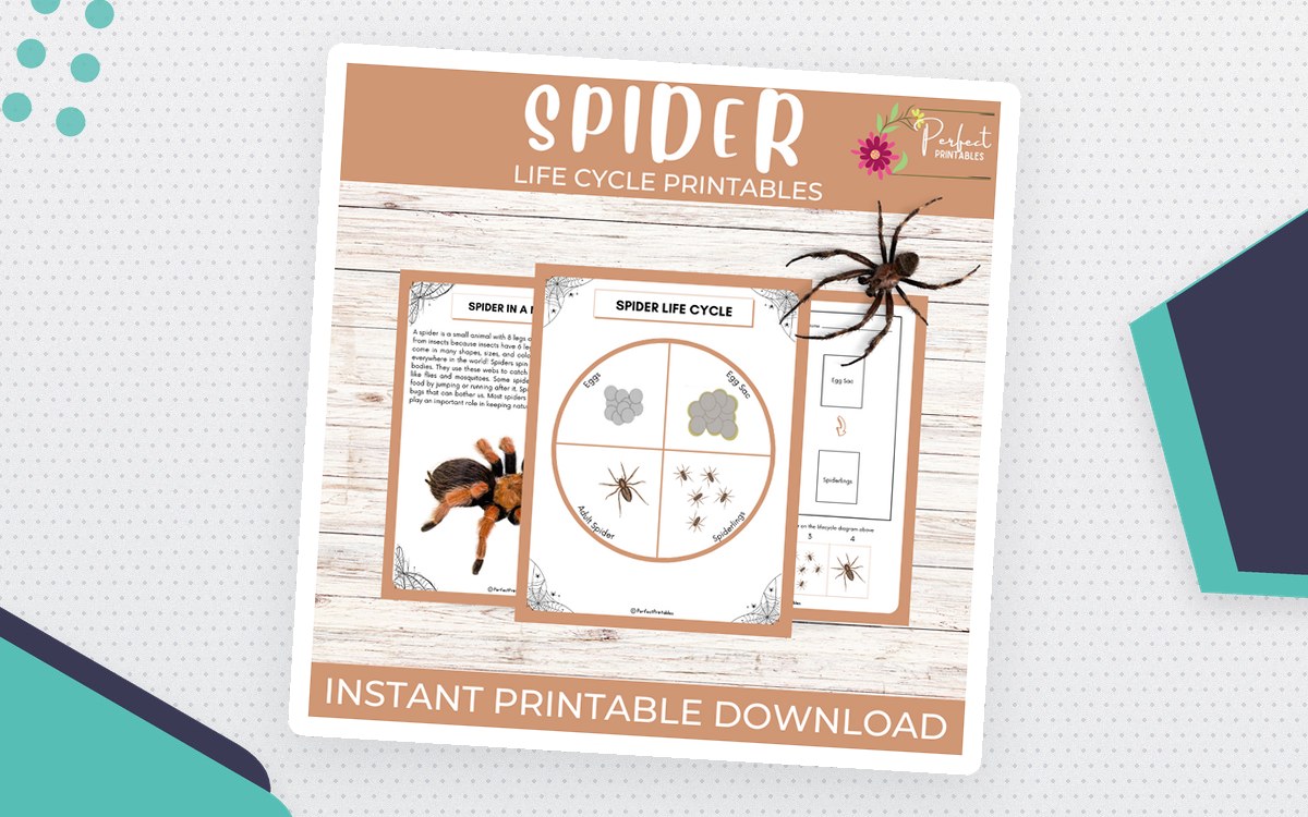 Life Cycle of a Spider | Spider Life Cycle With Cut & Paste Activities preview: Spider fact sheet