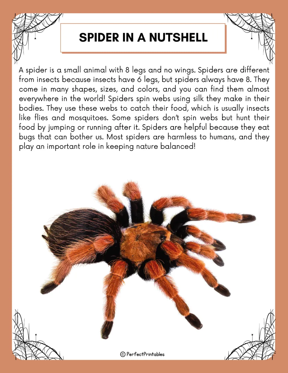 Spider in a Nutshell reading: spiders have 8 legs, spin silk webs and eat insects, shown with a tarantula photo