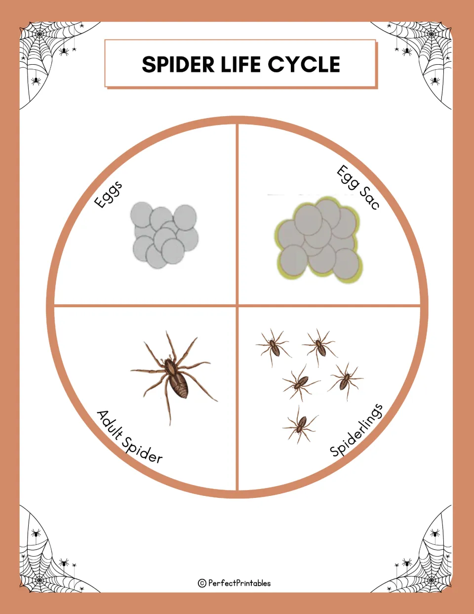 Spider life cycle circle chart of four stages, eggs, egg sac, spiderlings and adult spider, each with a picture
