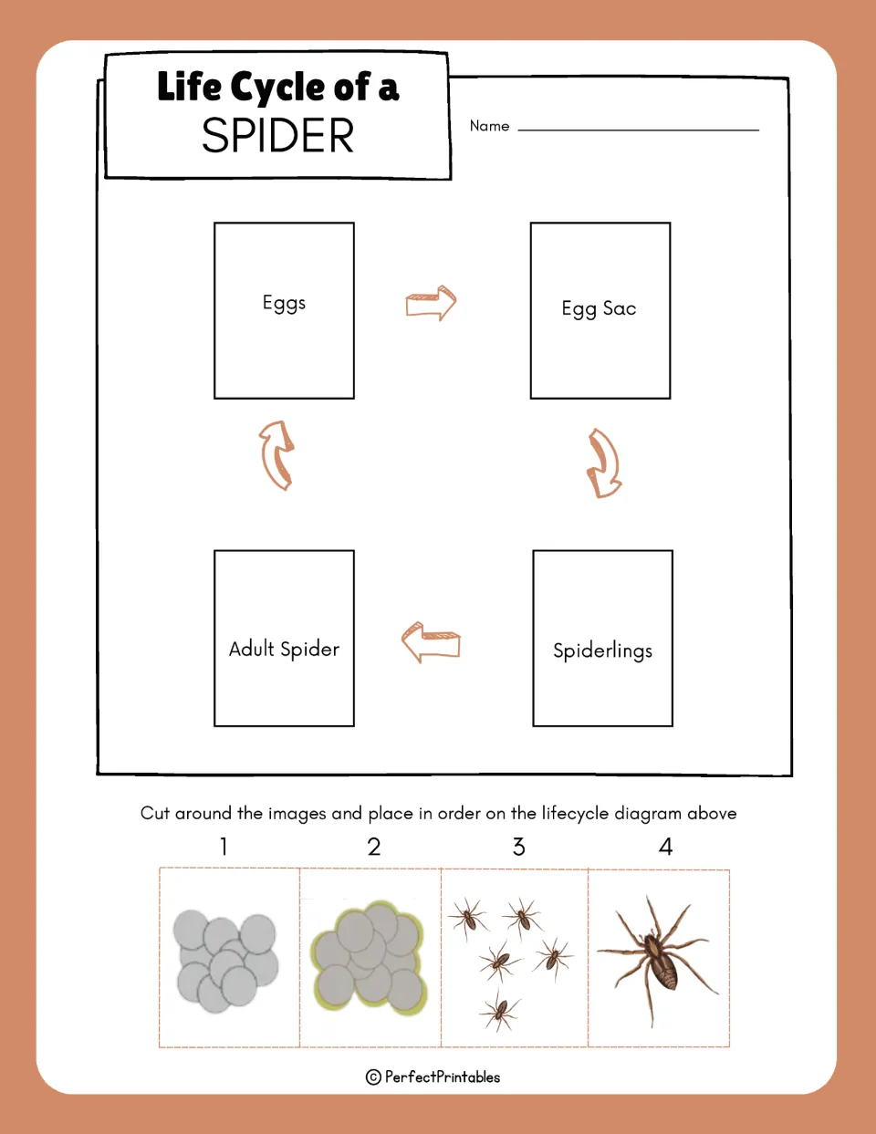 Spider life cycle sequencing: students cut out 4 stage pictures and glue them in order on the eggs-to-adult diagram