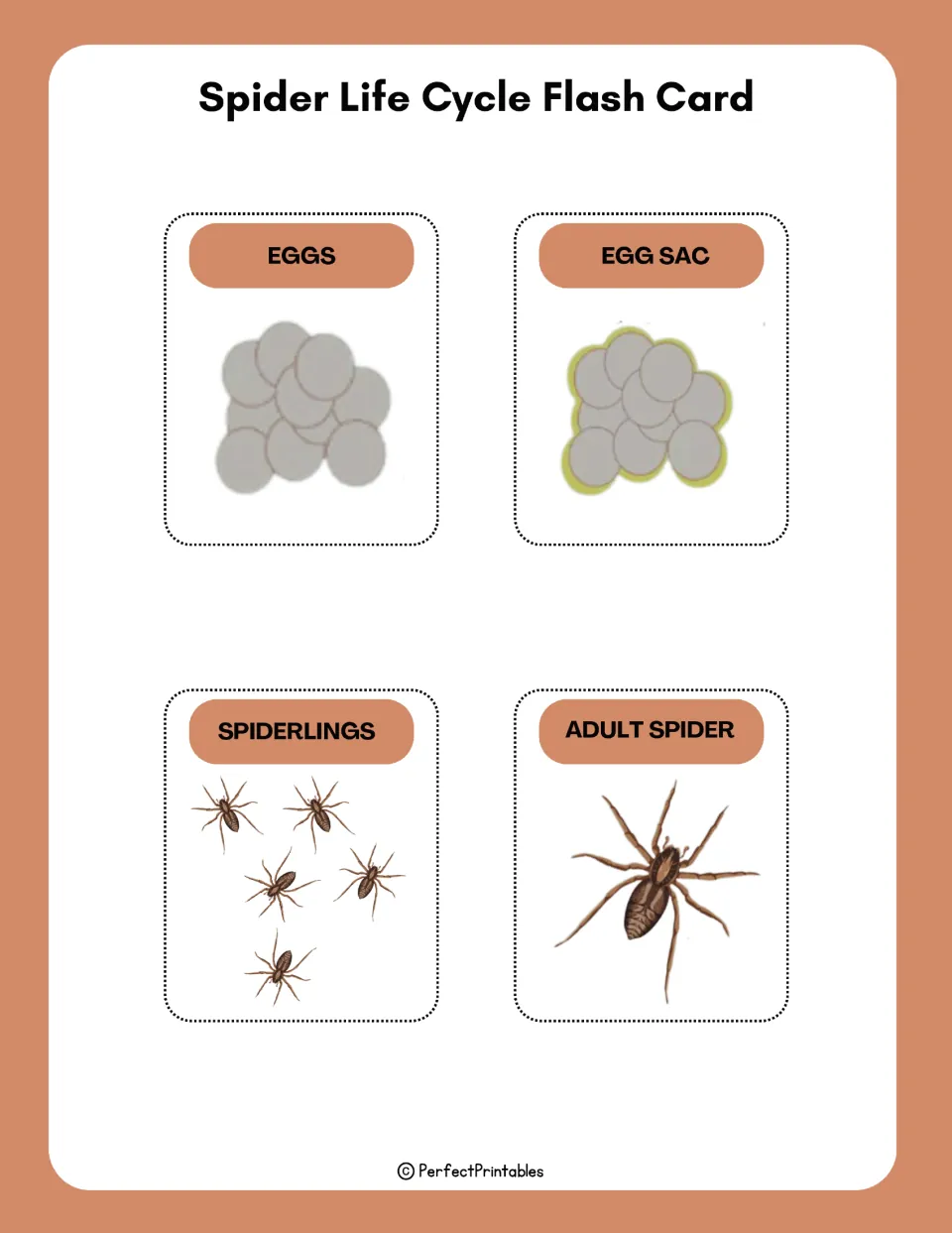 Spider life cycle flash cards labeled eggs, egg sac, spiderlings and adult spider, each with a matching picture