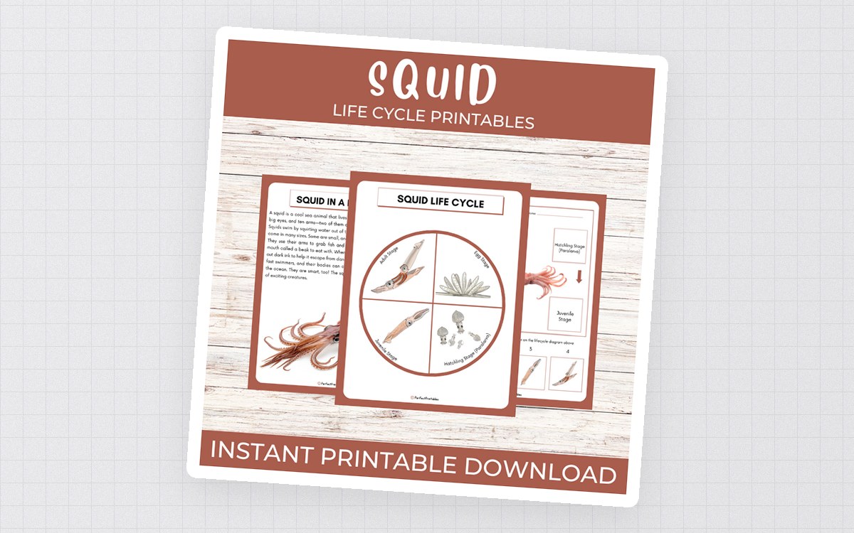 Life Cycle of a Squid Worksheet | Ocean Animal/Marine Unit Study preview