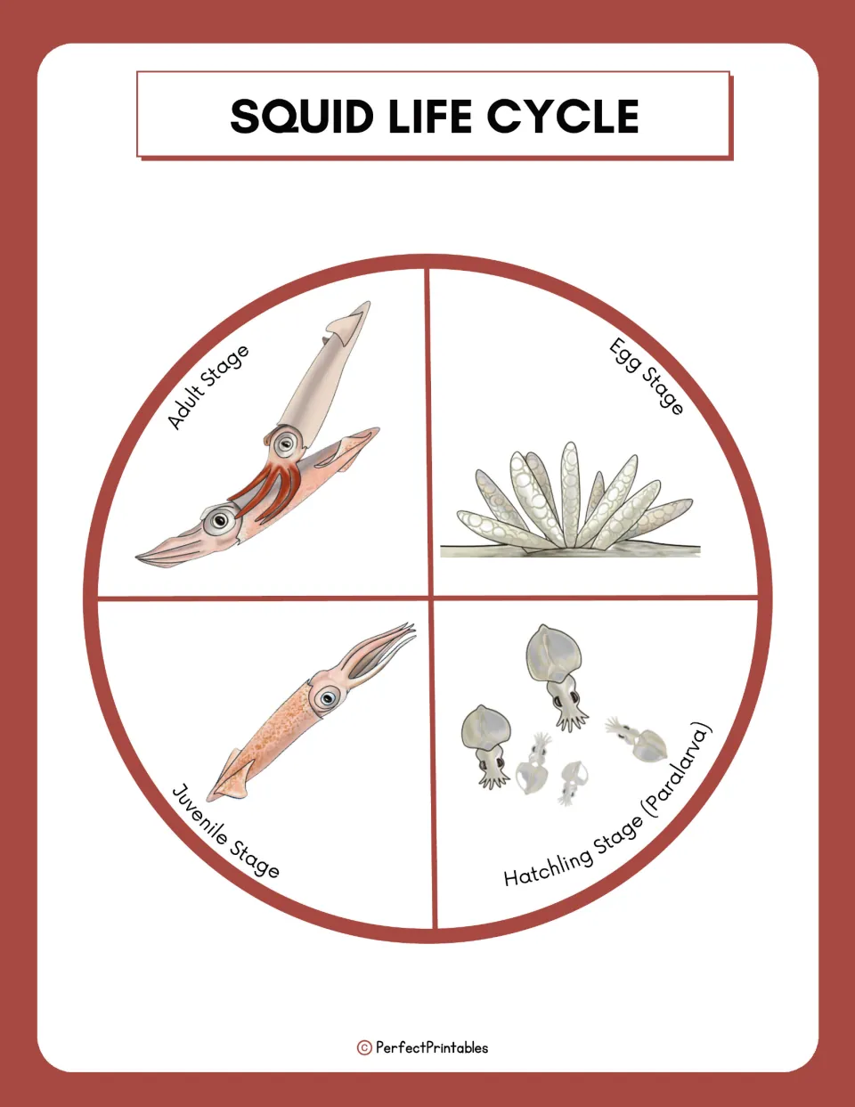 Squid life cycle wheel showing four illustrated stages: egg, hatchling (paralarva), juvenile and adult