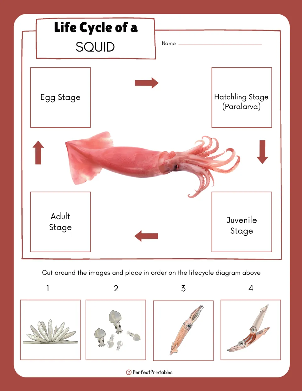 Life cycle sequencing: students cut out four squid stage pictures and place them in order on the labeled stage diagram