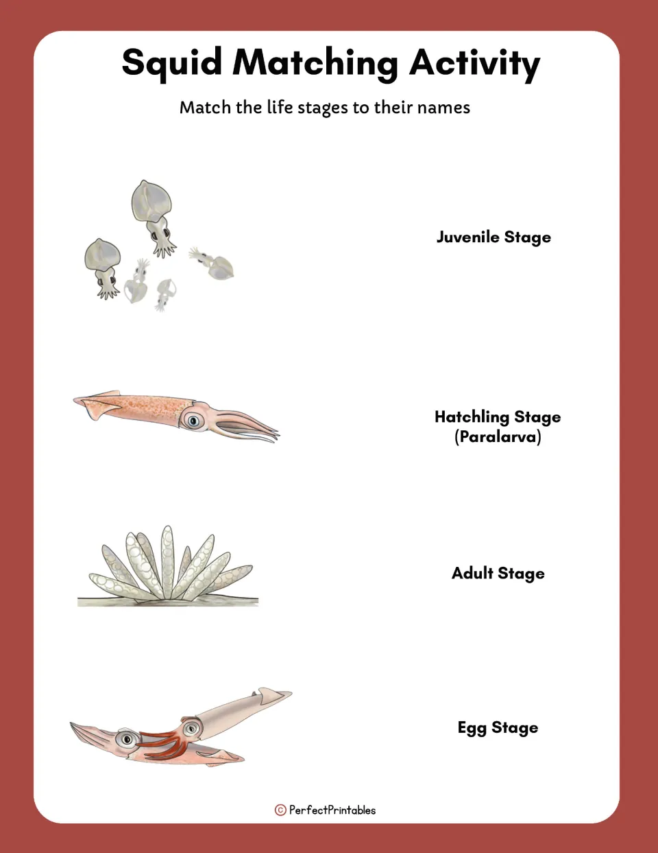 Squid matching activity: students match four life stage pictures to their names: egg, hatchling, juvenile and adult