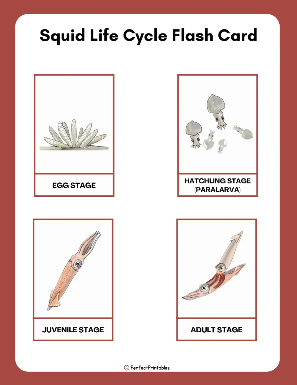 Squid life cycle flash cards: four picture cards labeled egg, hatchling (paralarva), juvenile and adult stages