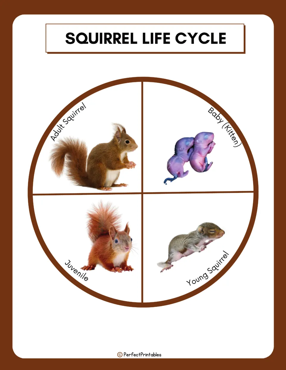 Squirrel life cycle diagram shows four pictured stages: baby (kitten), young squirrel, juvenile, and adult.