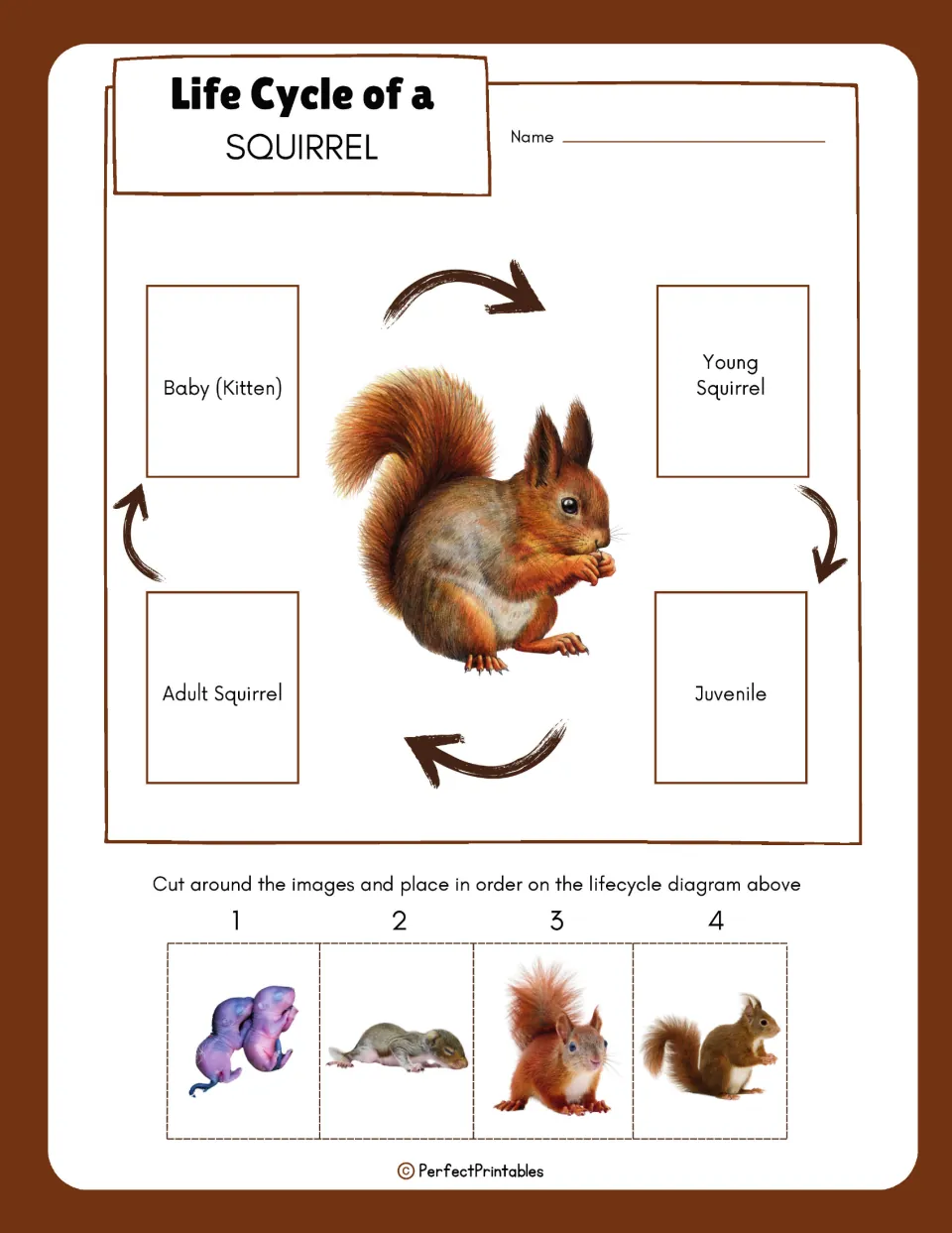 Squirrel life cycle cut-and-paste activity asks students to sequence four pictures from baby to adult.