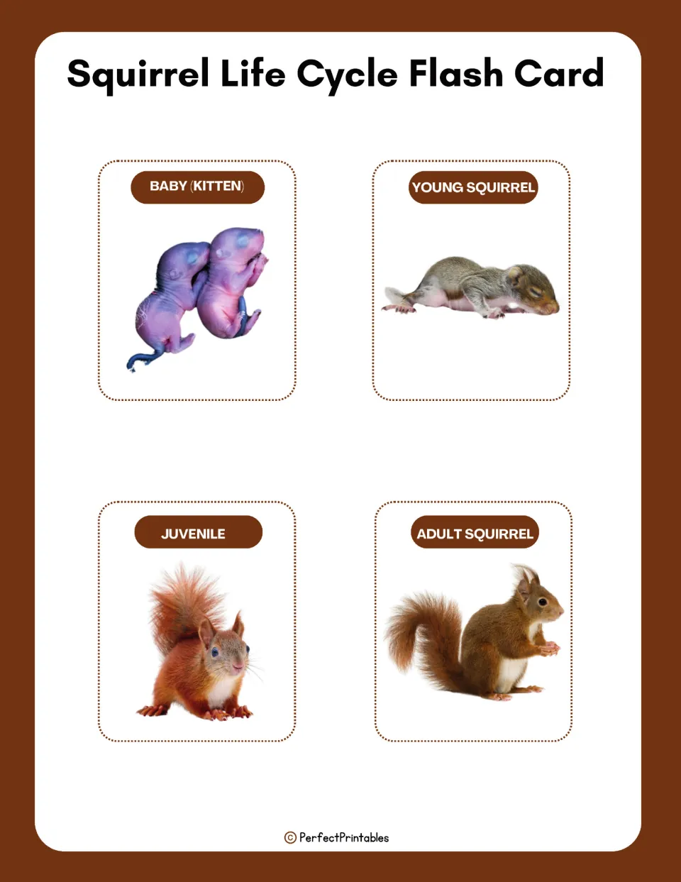 Four squirrel life cycle flashcards pair pictures with labels: baby (kitten), young squirrel, juvenile, and adult.