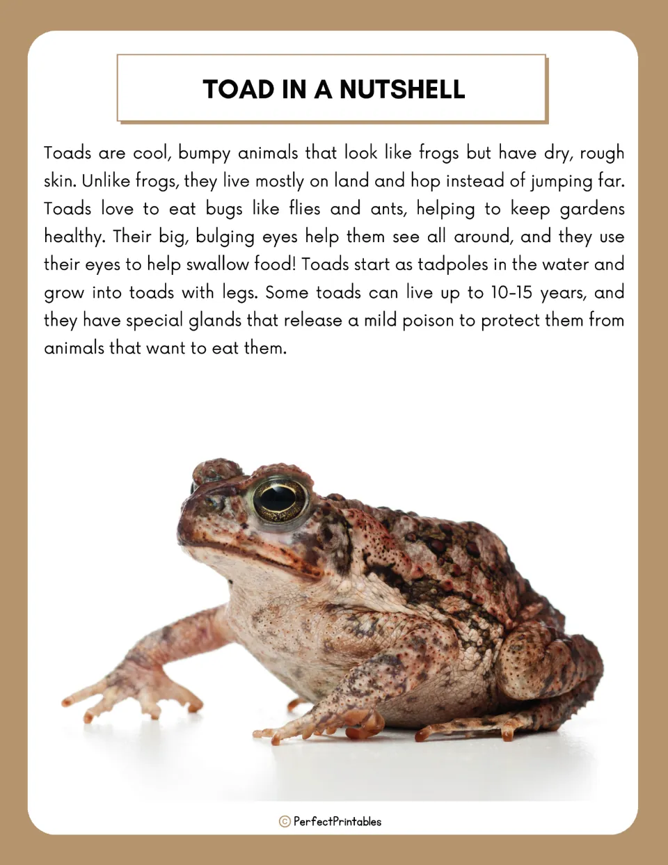 Toad in a Nutshell reading passage on toad skin, diet, tadpole stage and poison glands, with a photo of a brown toad