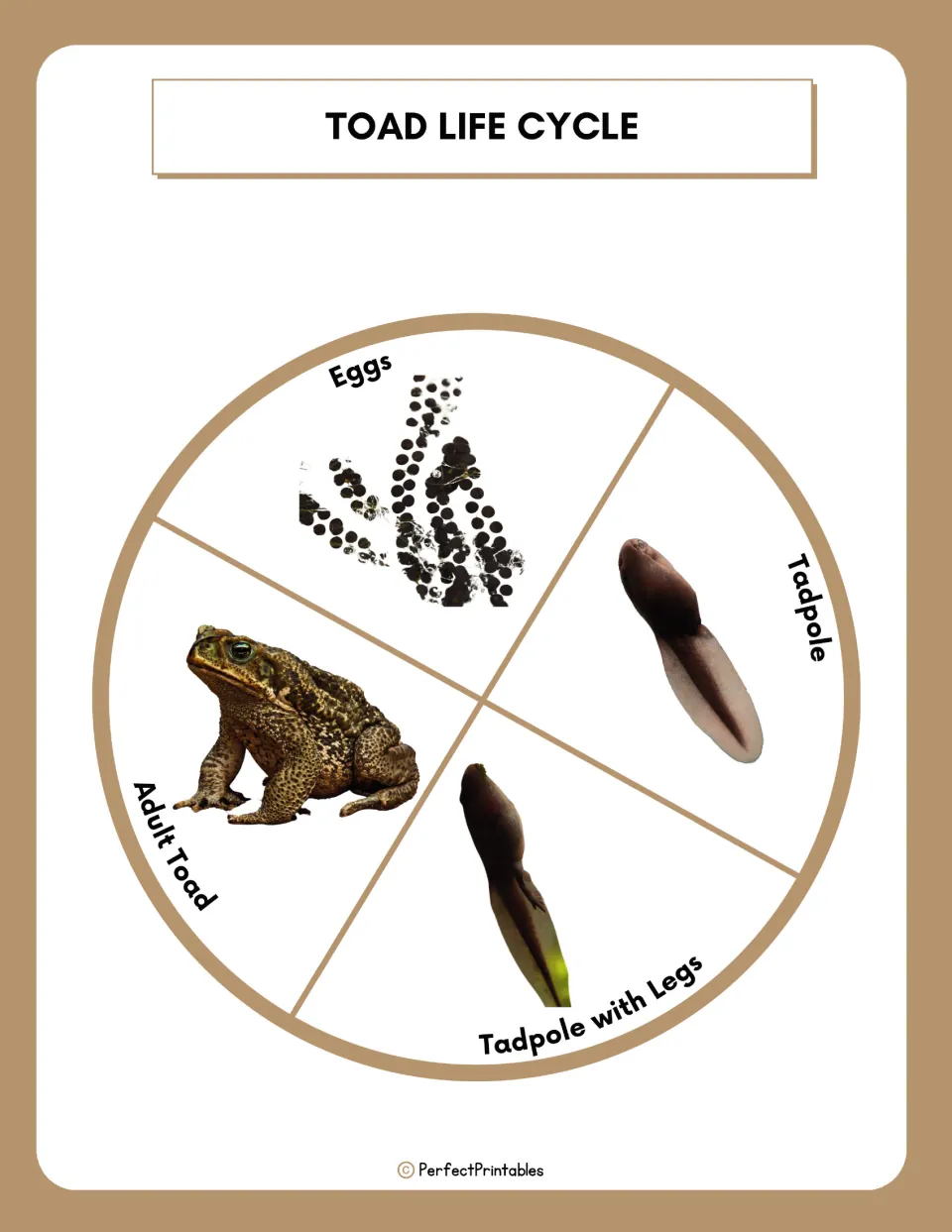 Toad life cycle wheel showing photos of eggs, tadpole, tadpole with legs and adult toad in four labeled sections
