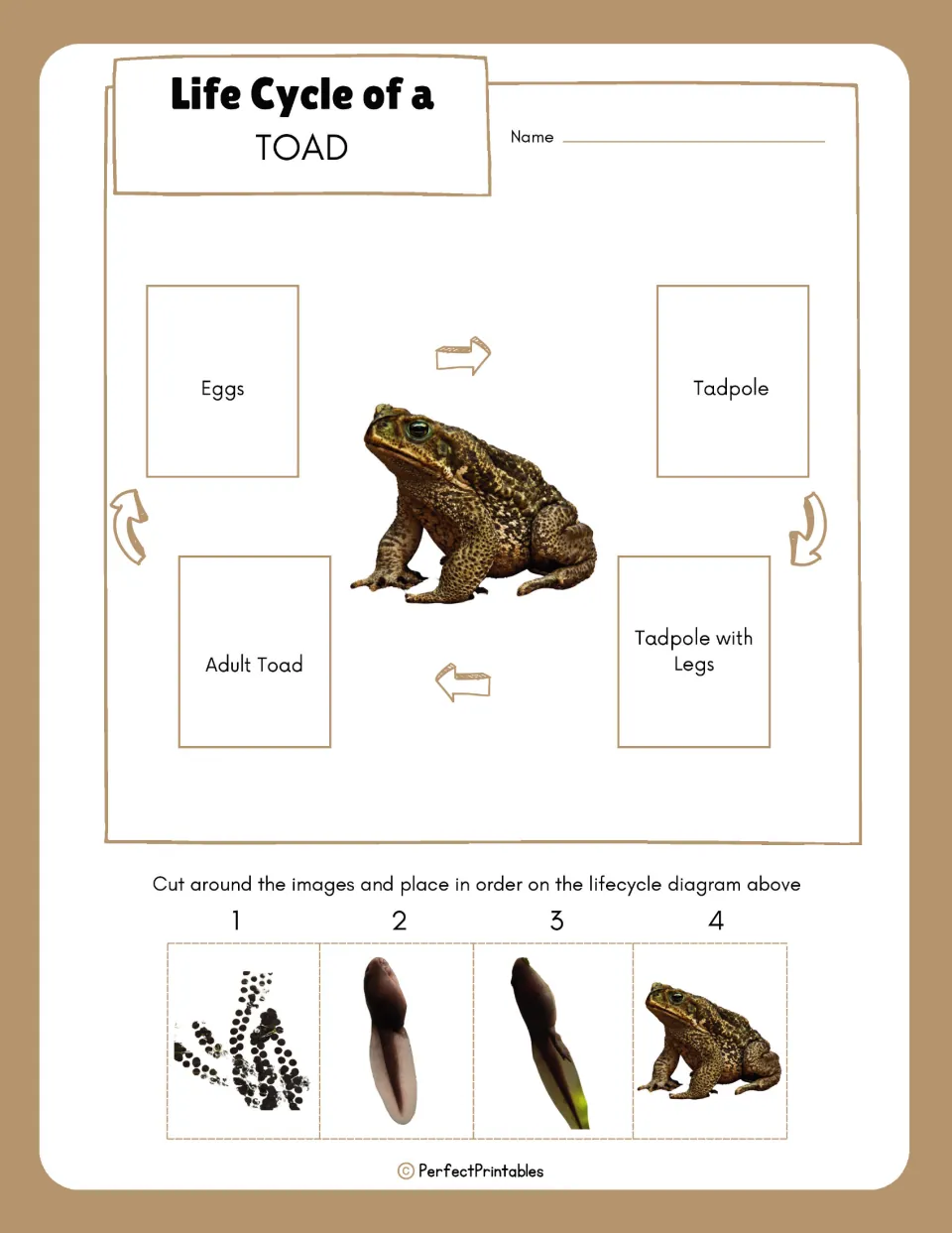 Sequencing the toad's life cycle: students cut out four stage photos and glue them in order on a labeled diagram