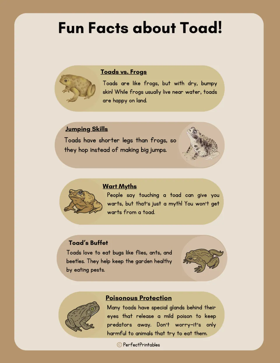 Fun Facts about Toad: five facts on toads vs. frogs, jumping, wart myths, diet and poison glands, each with a drawing