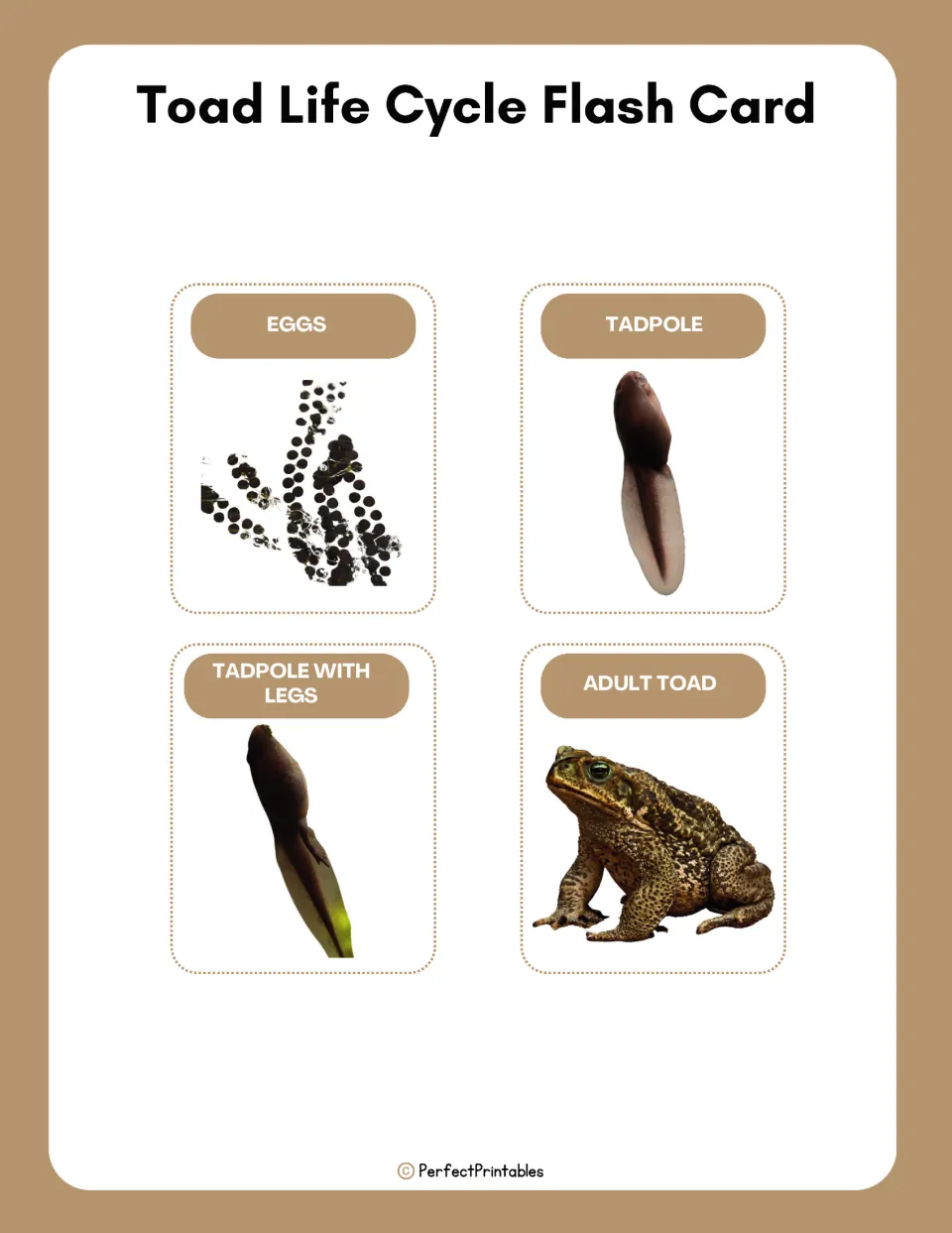Toad life cycle flash cards: four photo cards labeled eggs, tadpole, tadpole with legs and adult toad to name stages
