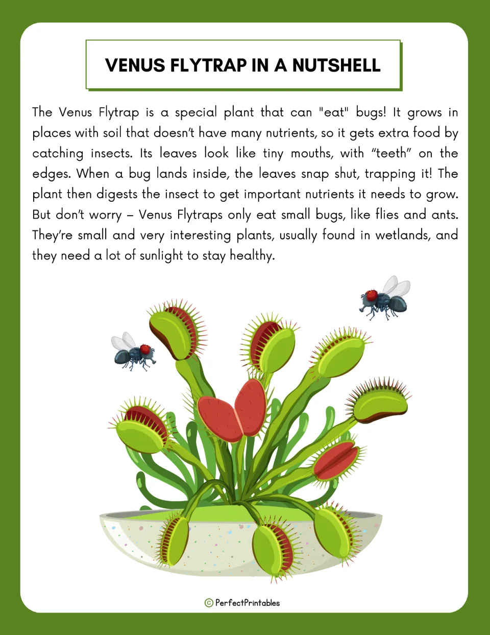 Venus flytrap reading passage: how the plant grows in poor soil, snaps its leaves shut and digests small insects