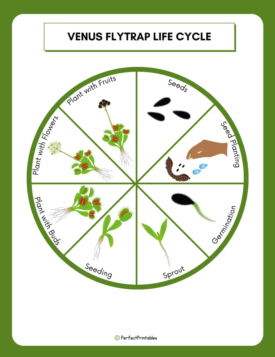 Venus flytrap life cycle wheel: eight labeled stages from seeds and germination to plant with flowers and fruits