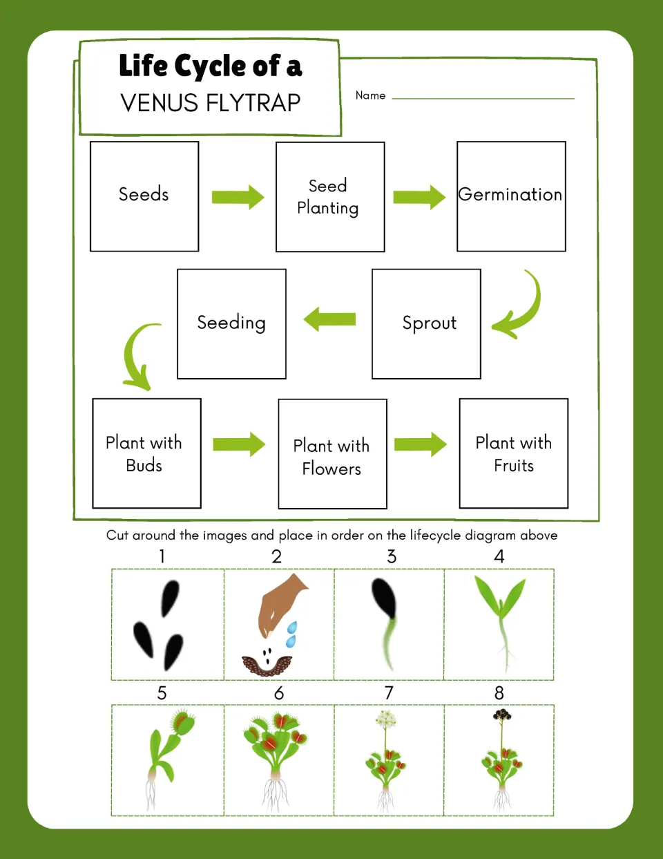 Life cycle sequencing: students cut out 8 stage pictures and place them in order, from seeds to plant with fruits