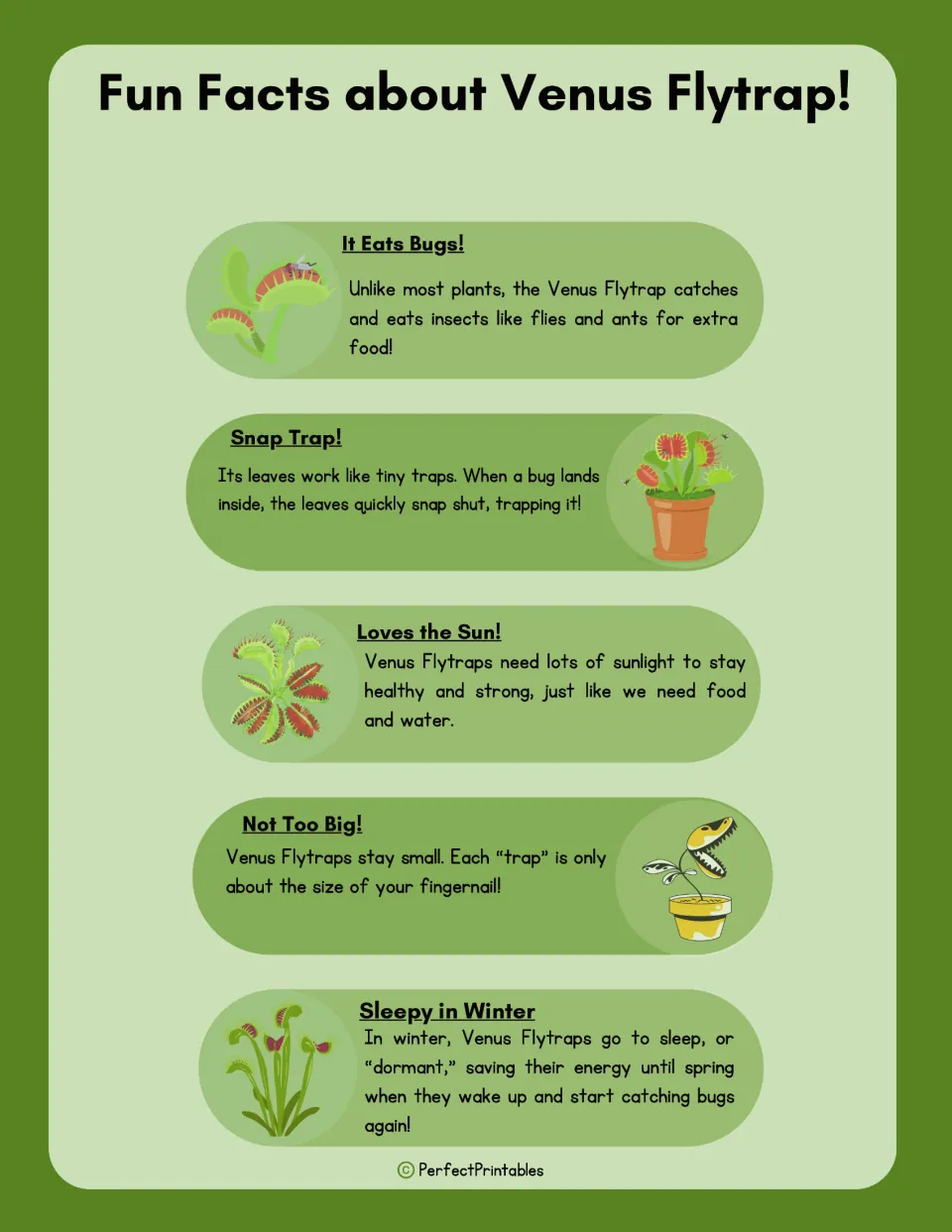 Venus flytrap fun facts: eating bugs, snap traps, needing sun, fingernail-sized traps and winter dormancy