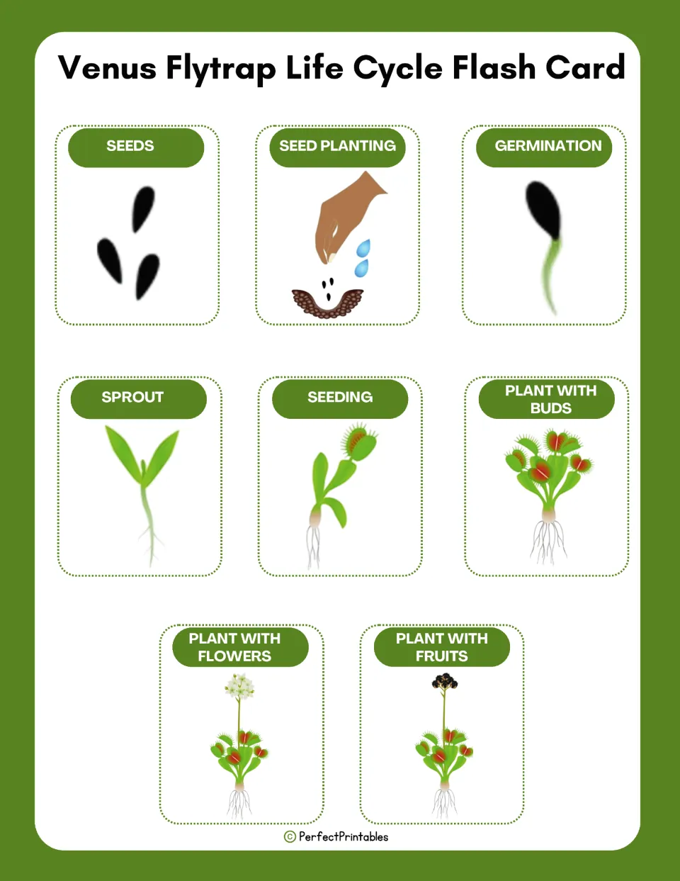 Venus flytrap life cycle flash cards: eight picture cards labeled seeds, seed planting, sprout, seeding and more
