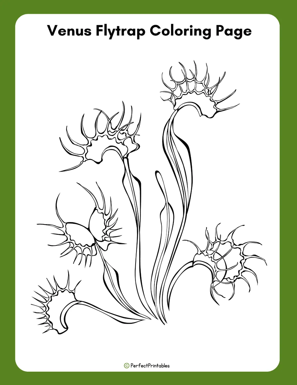 Venus flytrap coloring page: line drawing of several open traps with spiky teeth on long curving stems