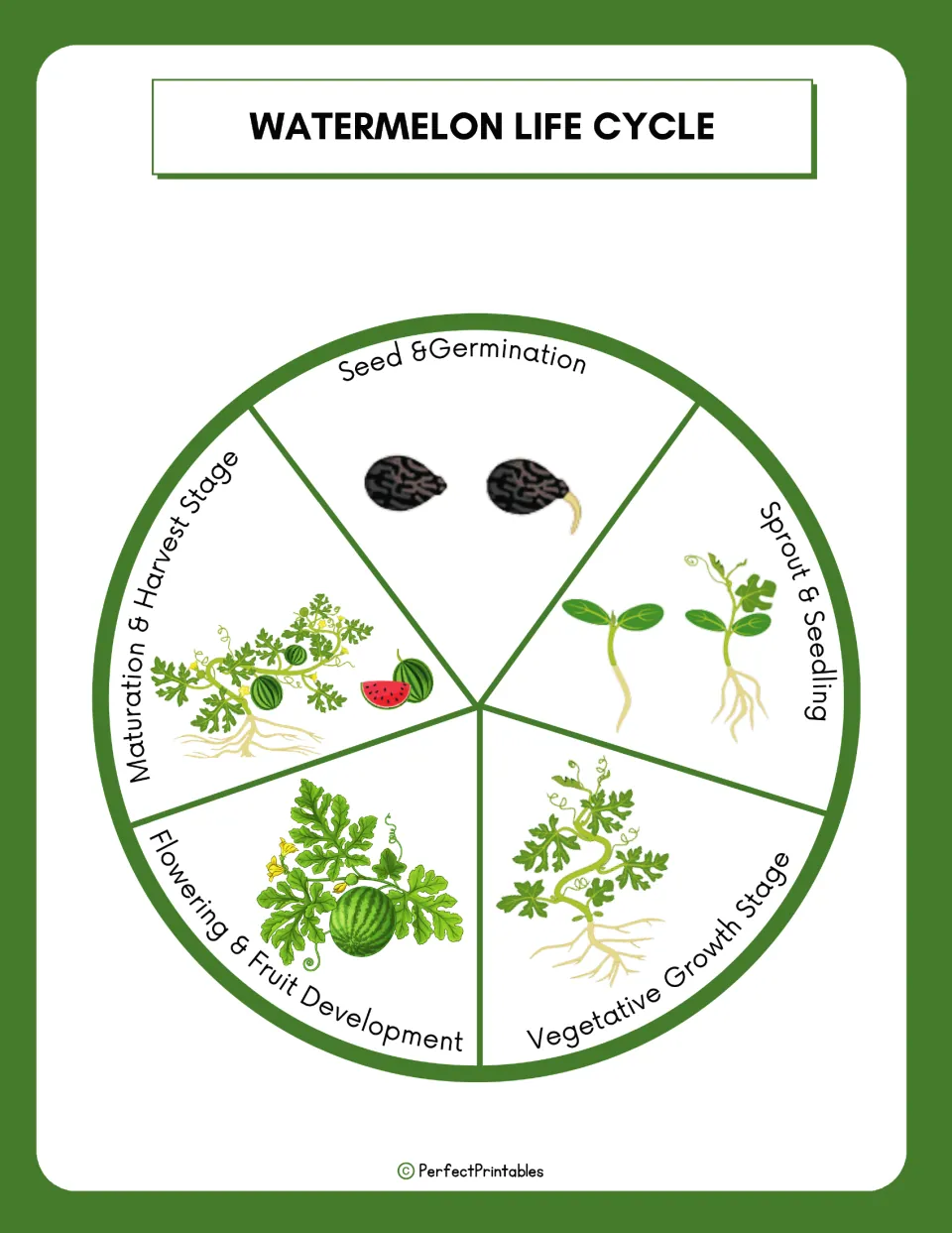 Watermelon life cycle wheel showing five stages, from seed and germination to sprout, vine growth, flowering and harvest