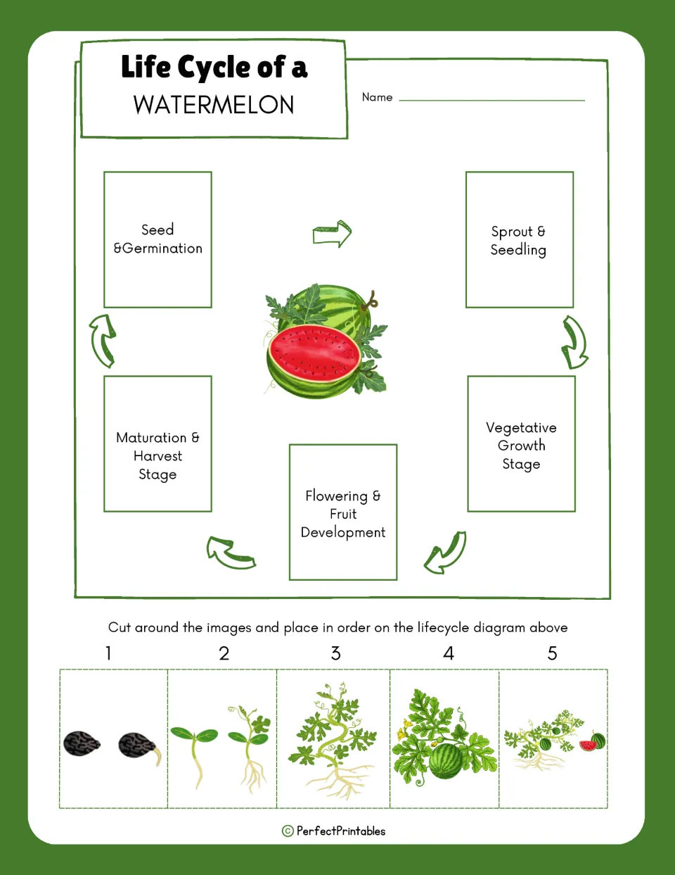 Life cycle of a watermelon sequencing: students cut out five stage pictures and place them in order on the diagram