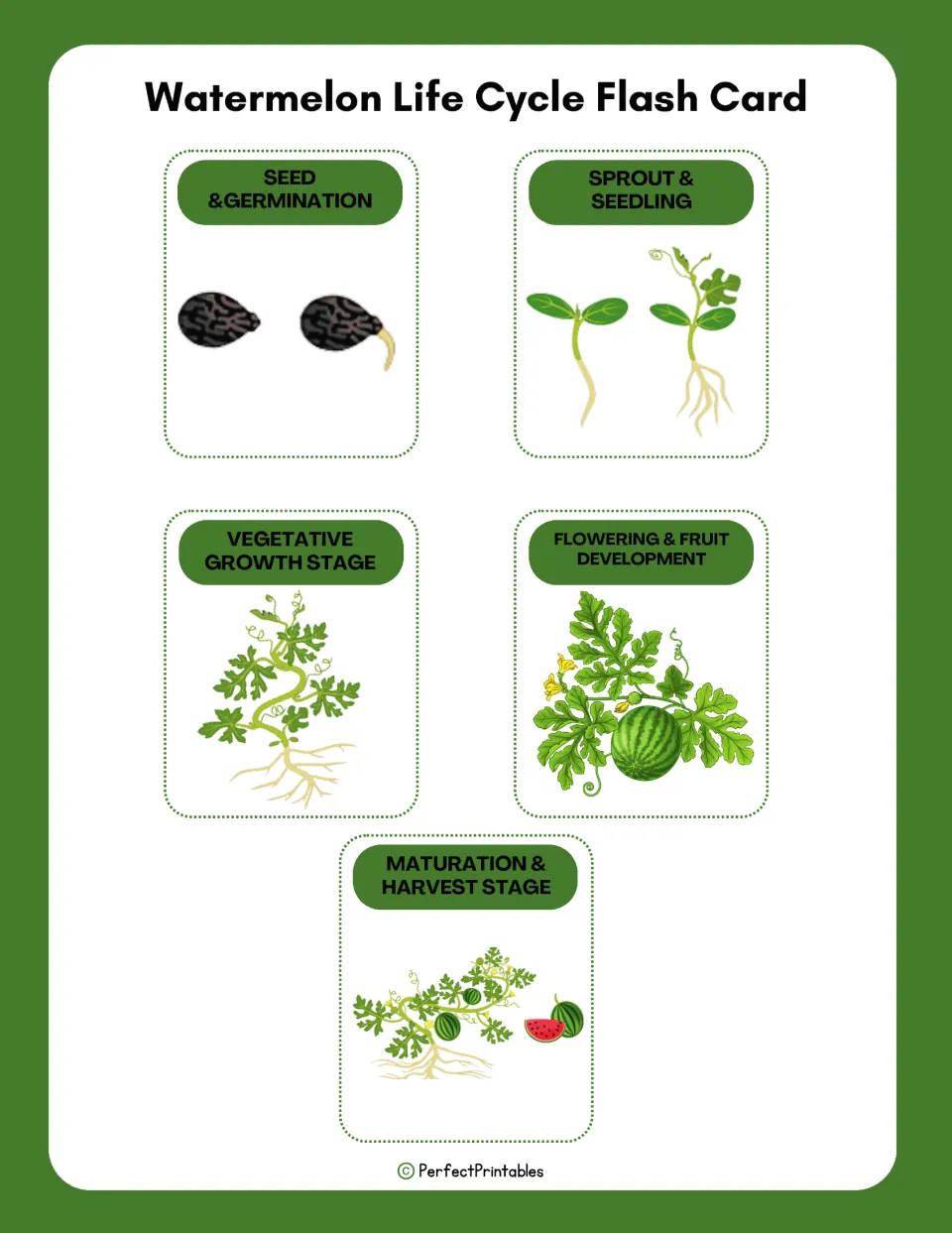 Watermelon life cycle flash cards: five picture cards labeled seed, sprout, vegetative growth, flowering and harvest stages