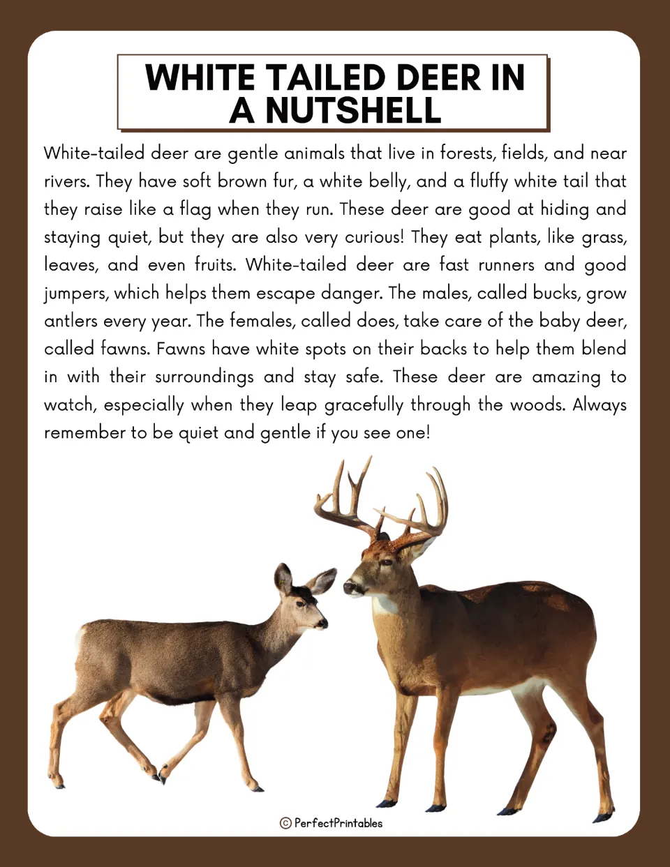 White tailed deer in a nutshell: a short reading on habitat, diet, bucks, does and spotted fawns, with photos of two deer