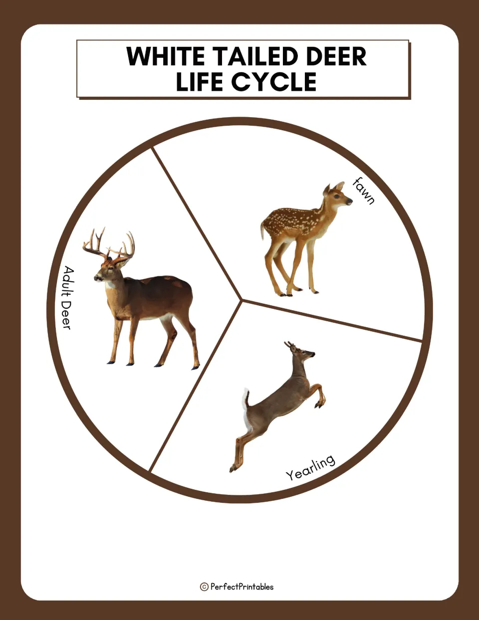 White tailed deer life cycle wheel with labeled photos of its three stages: fawn, yearling and adult deer, shown as a cycle