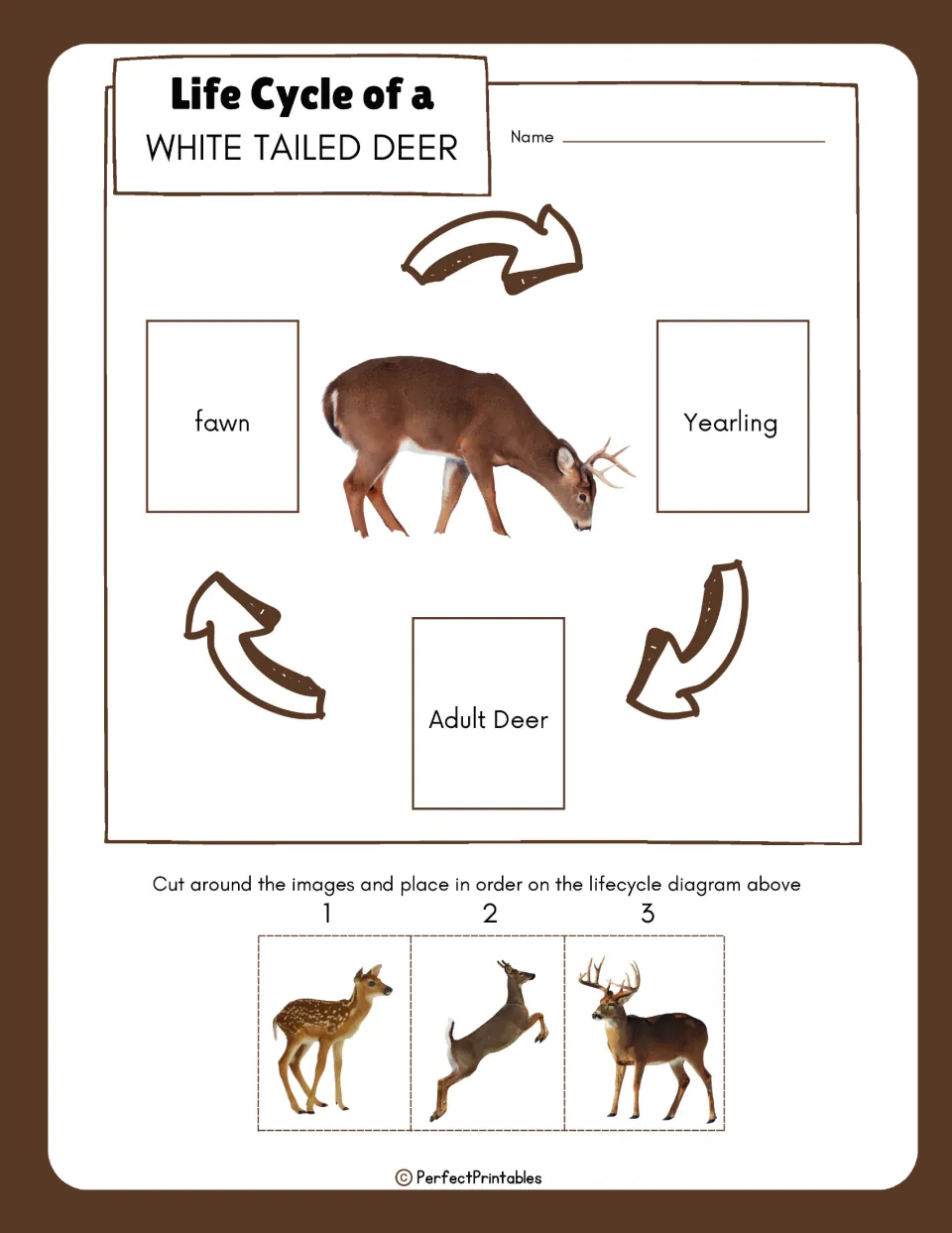 Deer life cycle sequencing: students cut out fawn, yearling and adult deer photos and place them in order on the diagram