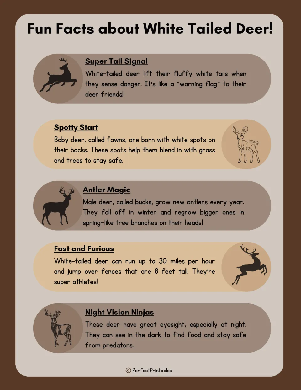 Fun facts about white tailed deer: tail warning signal, fawn spots, antlers regrowing, 30 mph speed and night eyesight