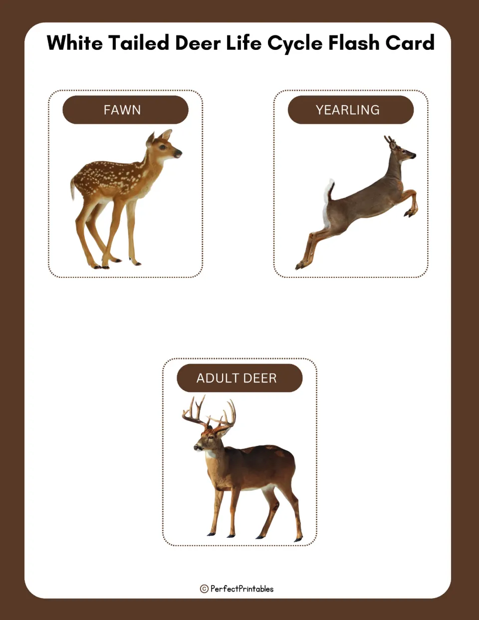 Deer life cycle flash cards: three photo cards labeled fawn, yearling and adult deer for naming and ordering the stages
