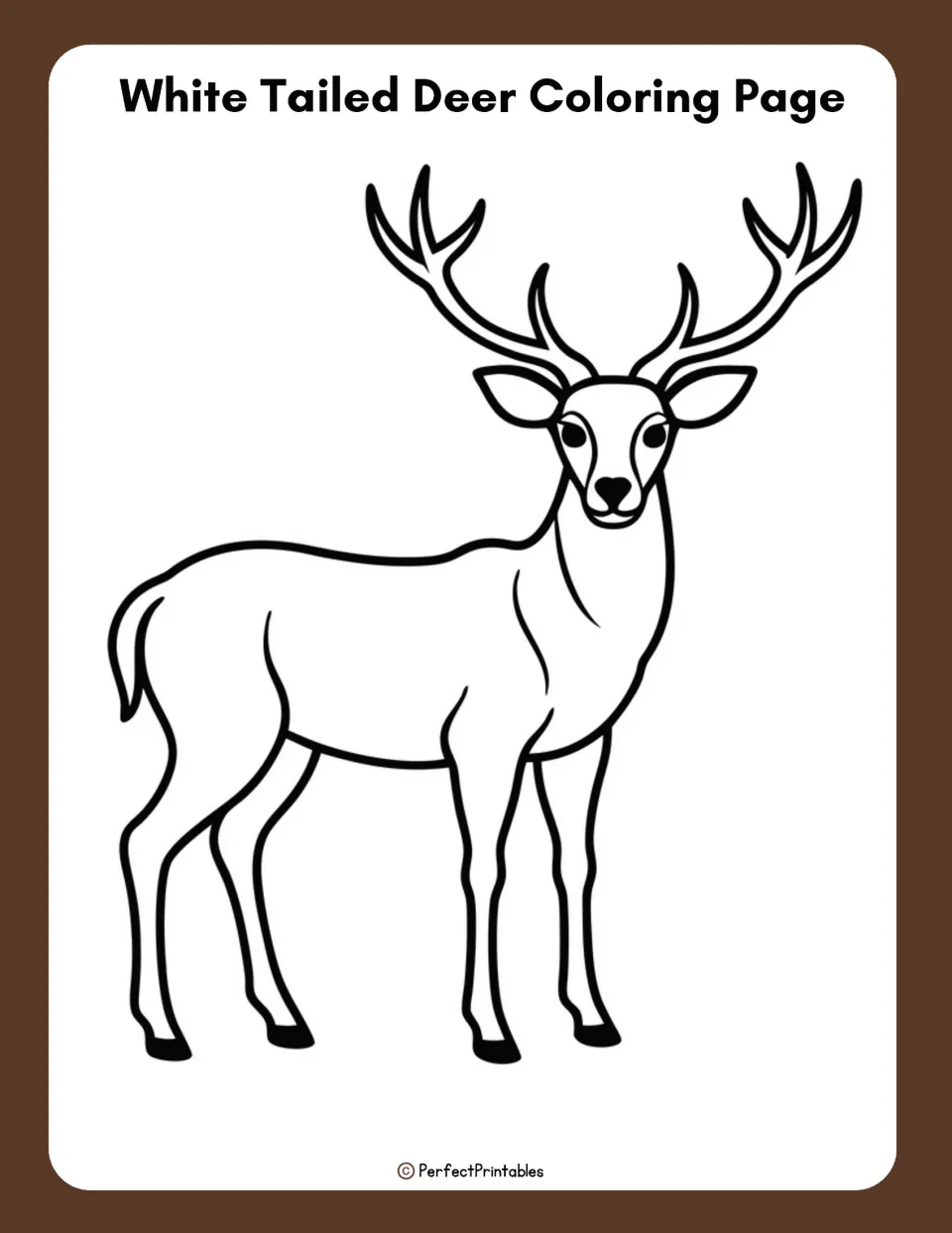 White tailed deer coloring page: a large outline drawing of an antlered buck standing for students to color in