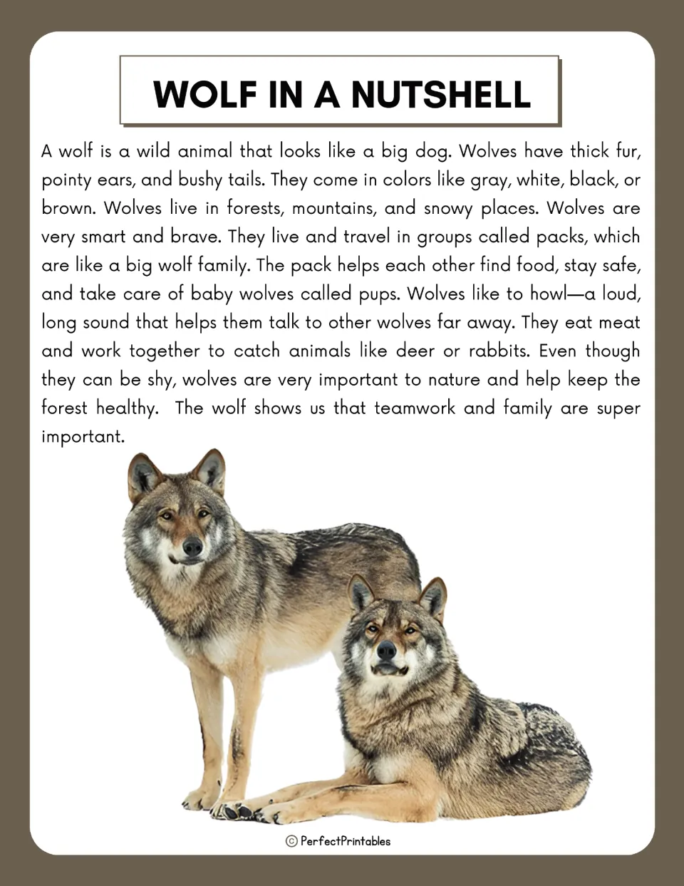 Wolf in a Nutshell reading passage on wolf fur, habitats, packs, pups, howling and diet, with a photo of two gray wolves