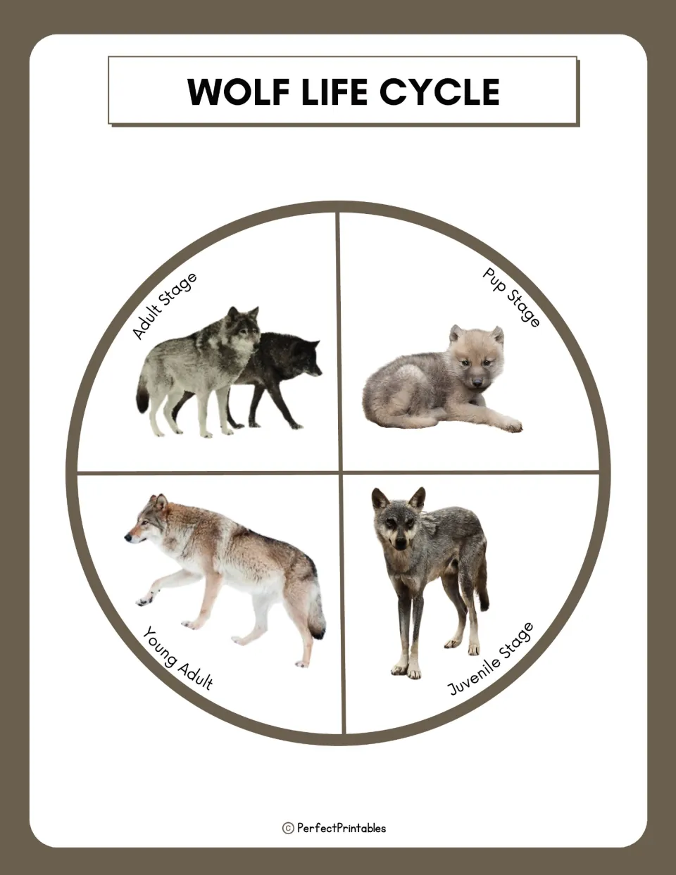 Wolf life cycle wheel showing pup, juvenile, young adult and adult stages with a photo of a wolf at each stage