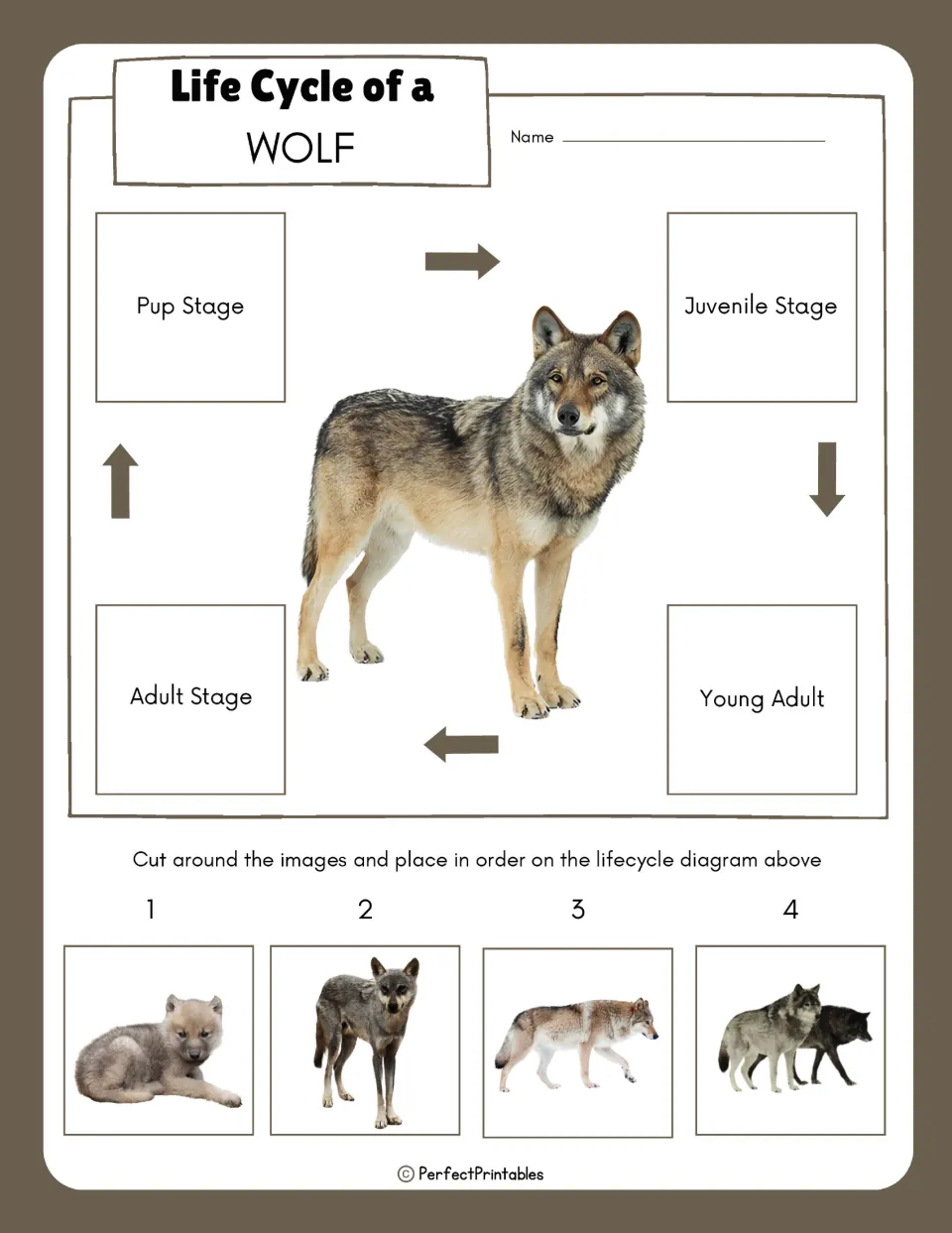 Wolf life cycle sequencing: students cut out four stage photos and place them in order on the pup-to-adult cycle diagram