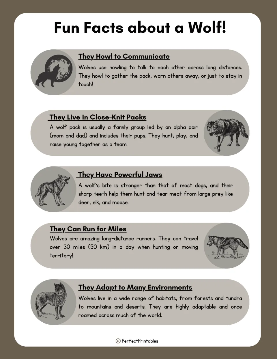 Fun facts about wolves: howling to communicate, close-knit packs, powerful jaws, running for miles and adapting