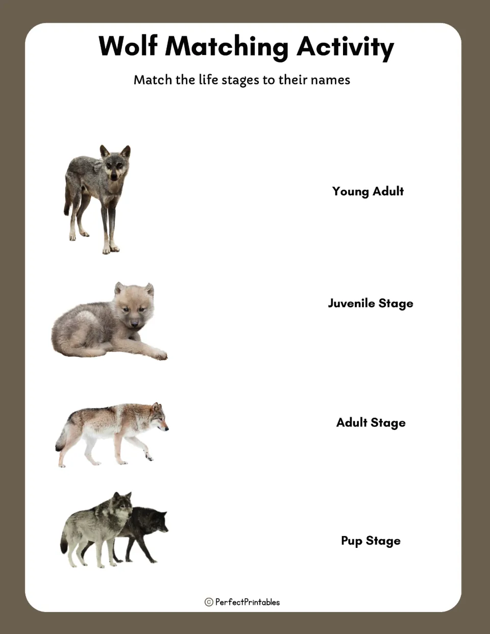 Wolf matching activity: students match four wolf photos to the pup, juvenile, young adult and adult stage names