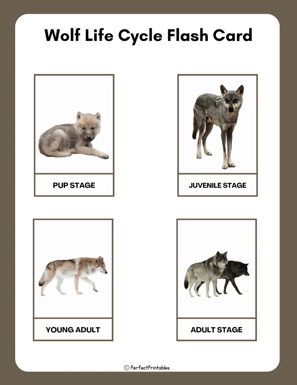 Wolf life cycle flash cards: four photo cards naming each stage, from pup and juvenile to young adult and adult