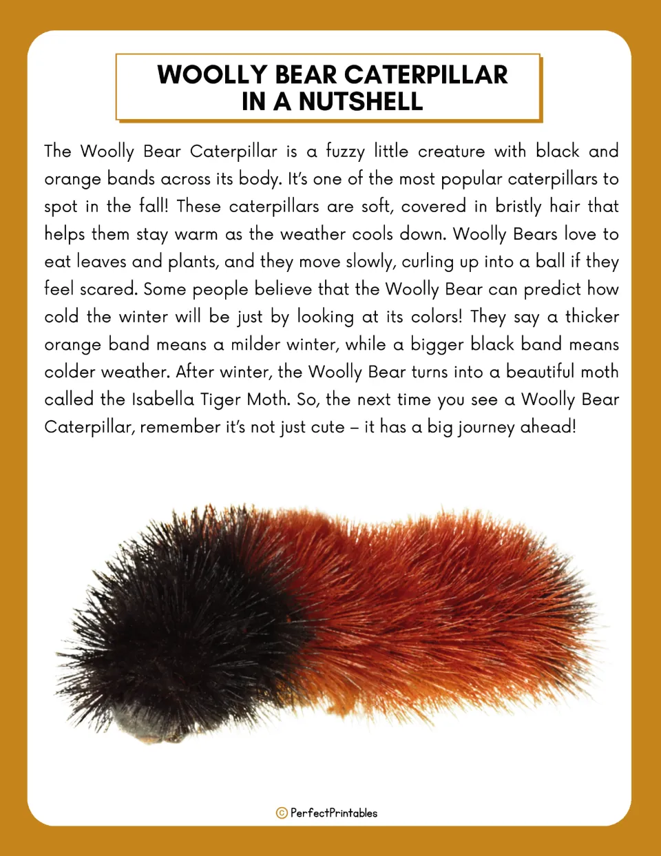 Woolly bear caterpillar reading passage: students read about its orange and black bands, winter folklore and Isabella moth