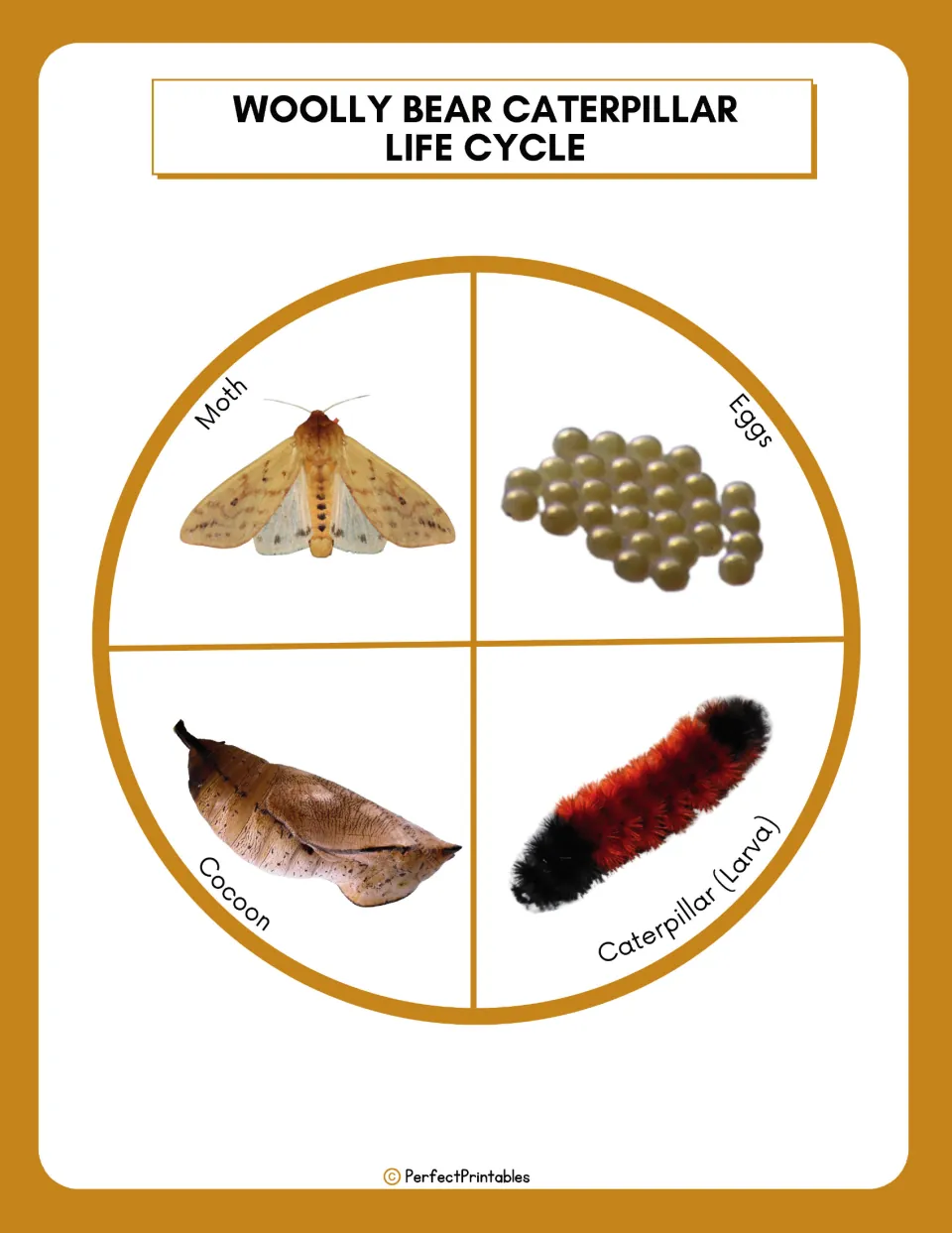 Woolly bear life cycle wheel: photos of the moth, eggs, caterpillar (larva) and cocoon stages shown as a cycle