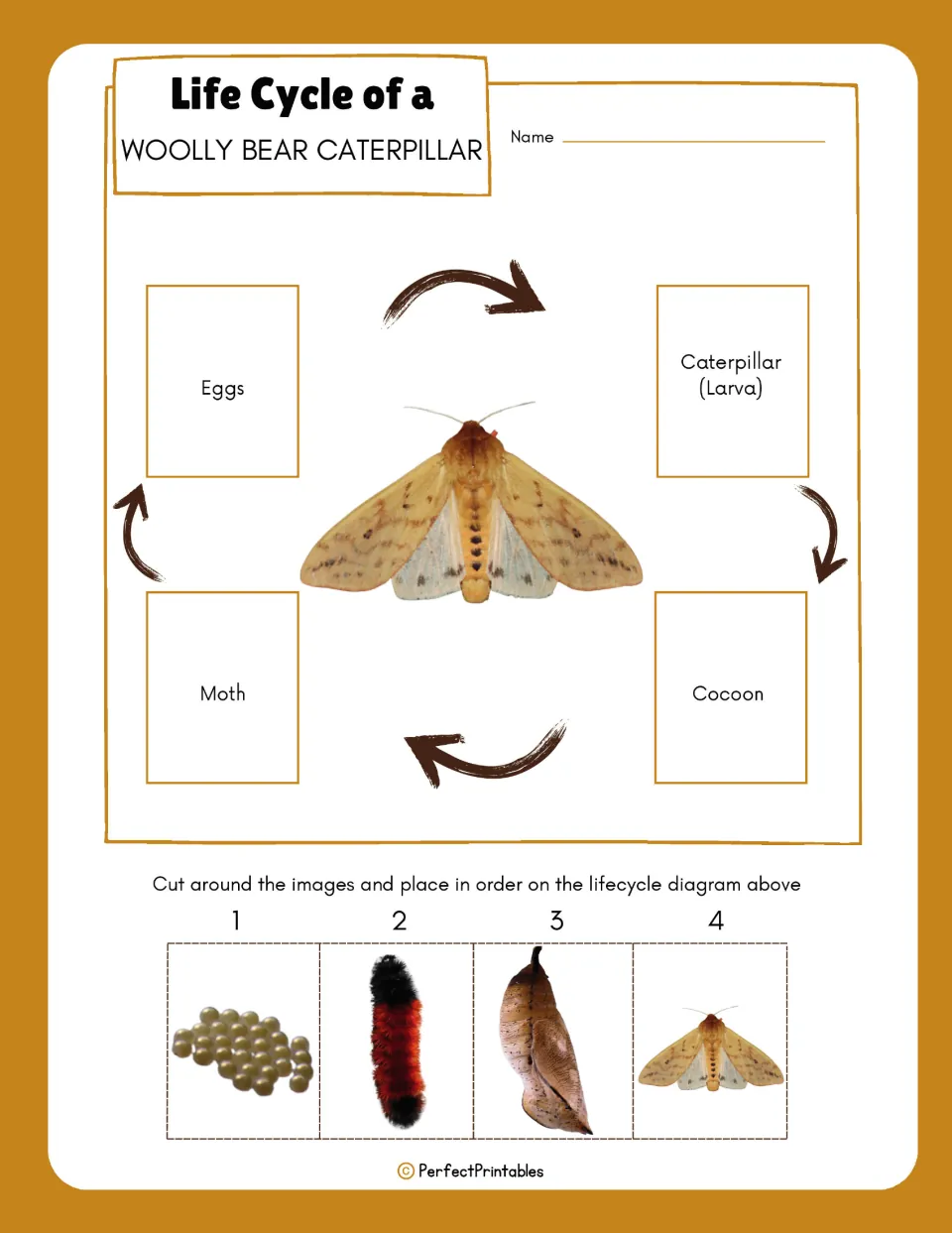 Life cycle sequencing: students cut out stage photos and place them in order on the eggs, larva, cocoon and moth diagram